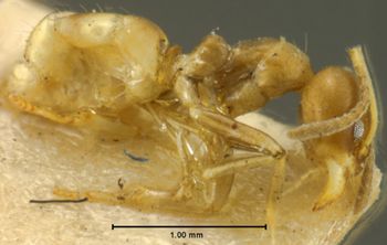Media type: image; Entomology 21287   Aspect: habitus lateral view